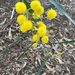Acacia cyanophylla