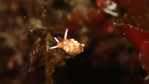 Yellowhead Aeolid