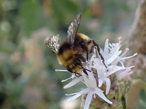 iNaturalist observation photo of Van Dyke's Bumble Bee