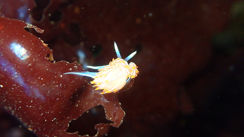 Horned Nudibranch
