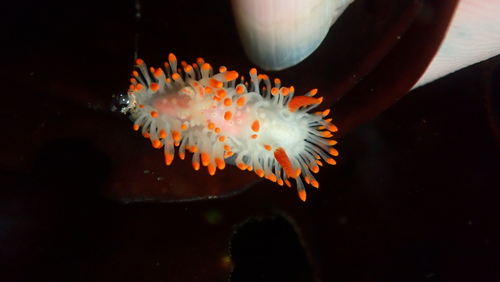 Cockerell's Dorid