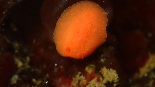 Red Sponge Dorid