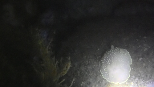 Hudson's Horned Dorid