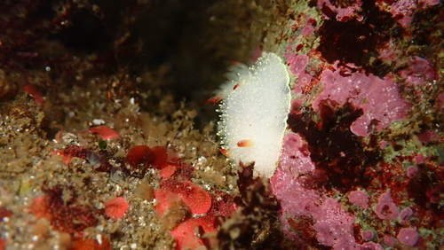 Nanaimo Dorid