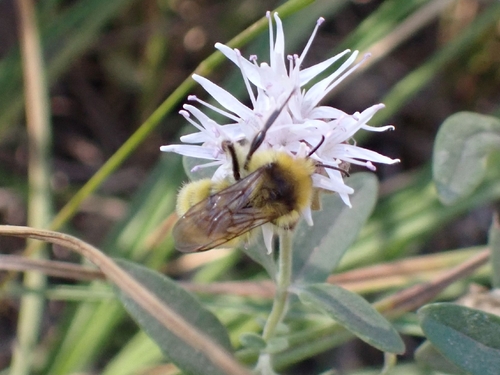 iNaturalist observation photo of Van Dyke's Bumble Bee