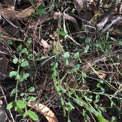 Bossiaea scortechinii