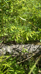 Daphne kamtschatica, photograph Tatyana Petrenko, CC BY, iNaturalist via GBIF
