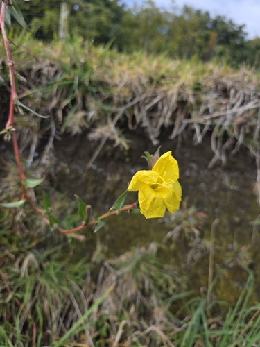 Oenothera stricta
