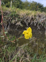 Oenothera stricta