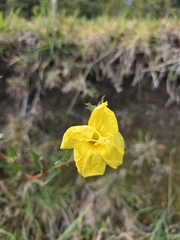 Oenothera stricta, photograph author not stated, no rights reserved