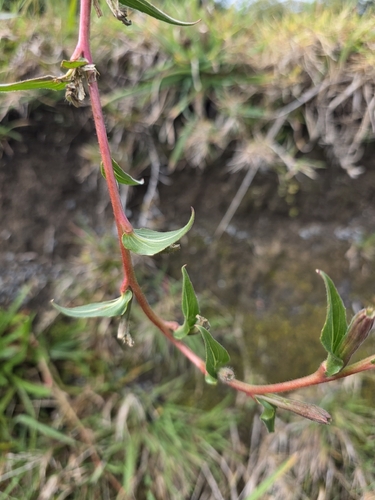 Oenothera stricta, photograph 3