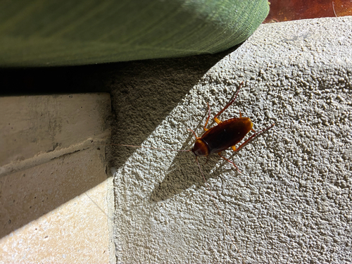 American Cockroach