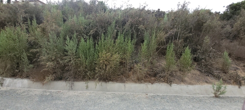 Pluchea sericea, photograph 6