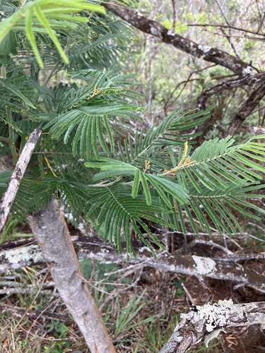 Acacia mearnsii observed 2026-07-24