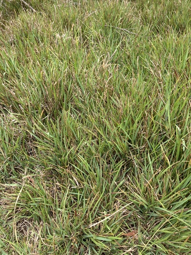 Stenotaphrum secundatum observed 2026-07-24