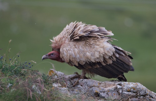 Himalayan Griffon