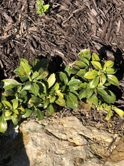 Pachysandra