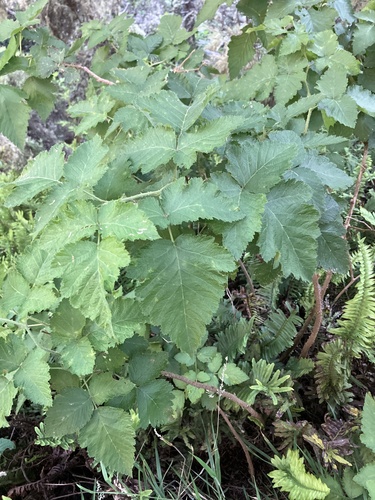 Rubus hawaiensis observed 2026-07-26