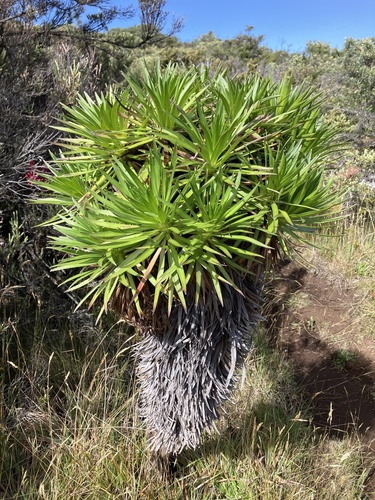 Argyroxiphium grayanum observed 2026-07-26