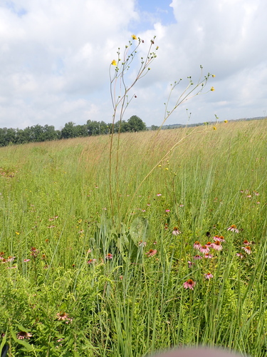Silphium terebinthinaceum
