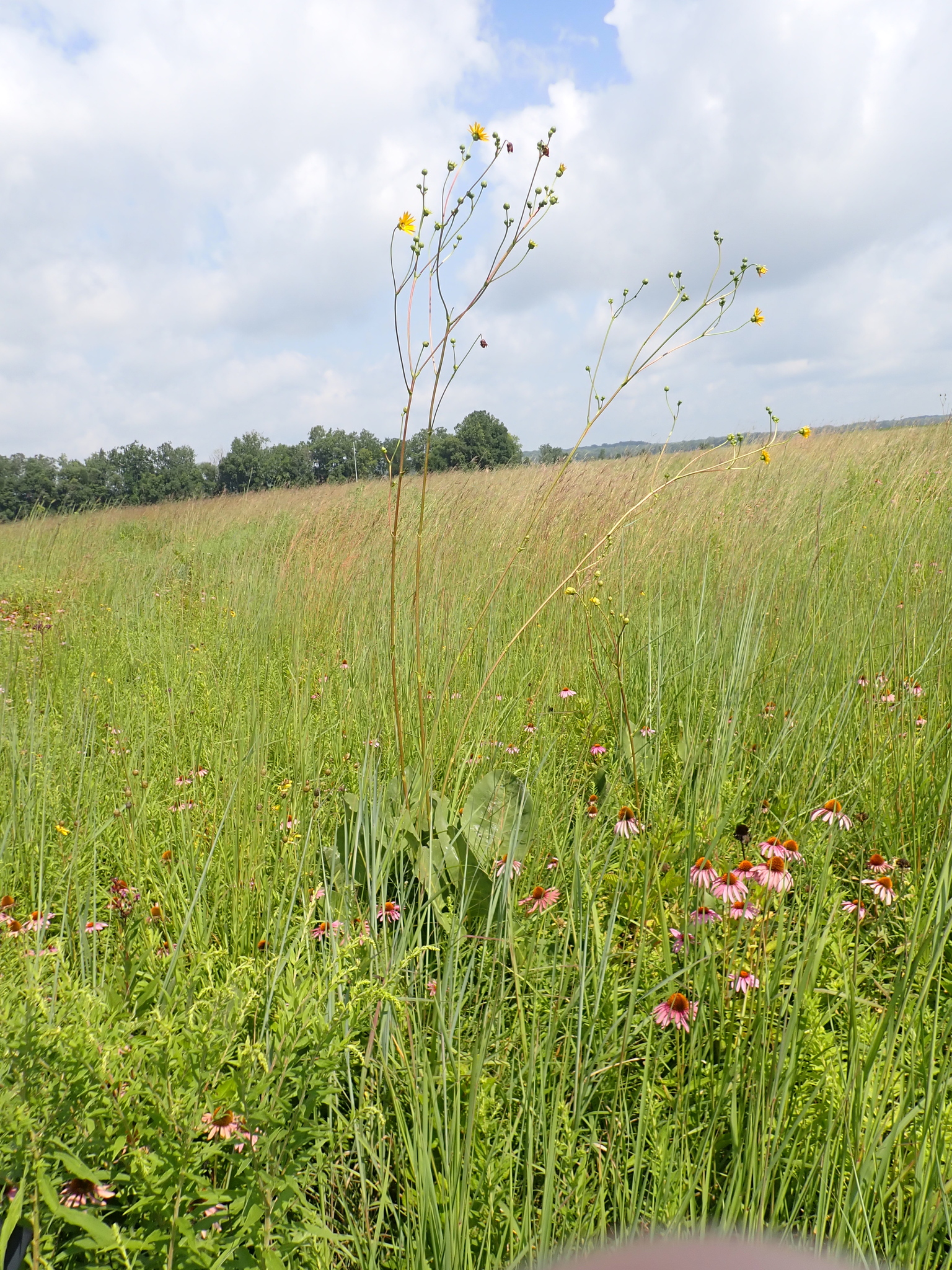Silphium terebinthinaceum