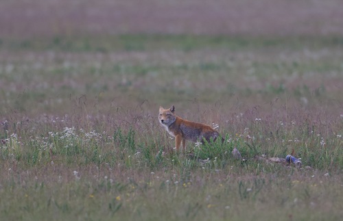 Tibetan Fox