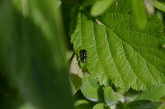 Halticini