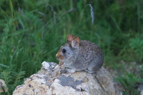 Chinese Red Pika