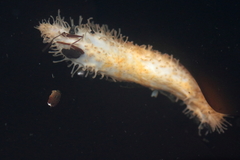 Eupentacta pseudoquinquesemita