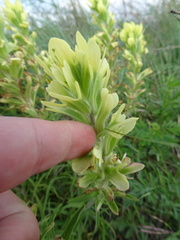 Castilleja citrina