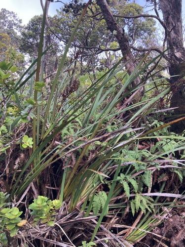 Machaerina angustifolia observed 2026-07-28