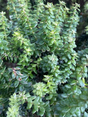 Leptecophylla tameiameiae observed 2026-07-28