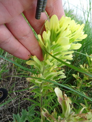 Castilleja citrina