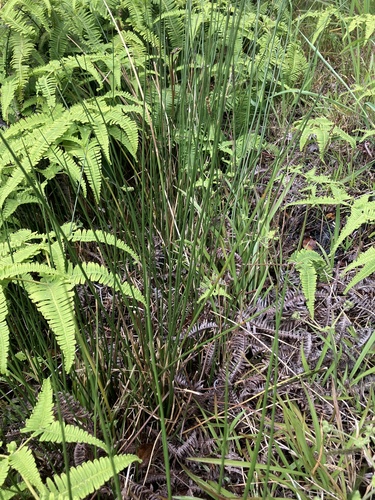 Juncus effusus observed 2026-07-28