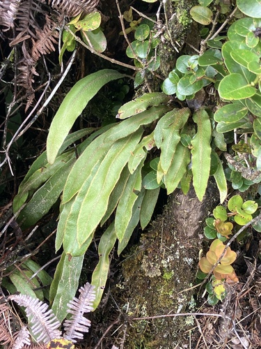 Elaphoglossum paleaceum observed 2026-07-28