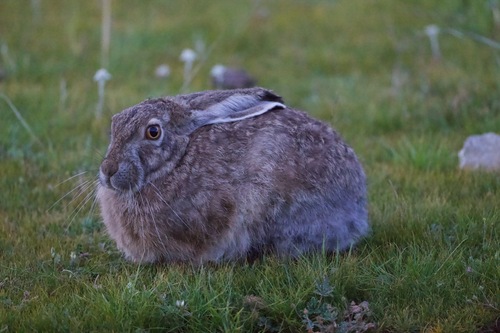 Woolly Hare