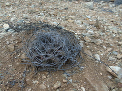 Eriosyce paucicostata paucicostata