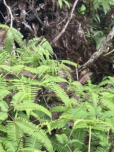 Dicranopteris linearis observed 2026-07-28