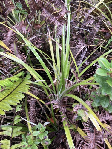 Astelia menziesiana observed 2026-07-28