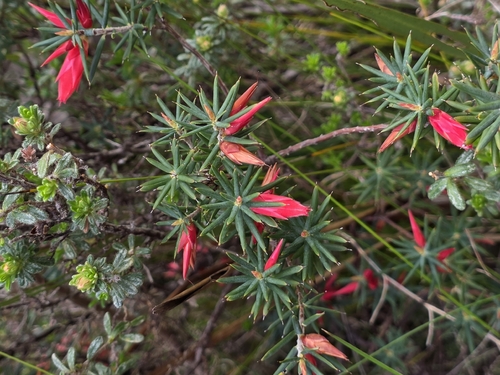 Flame Heath