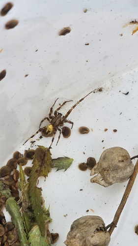 Four-spot Orbweaver