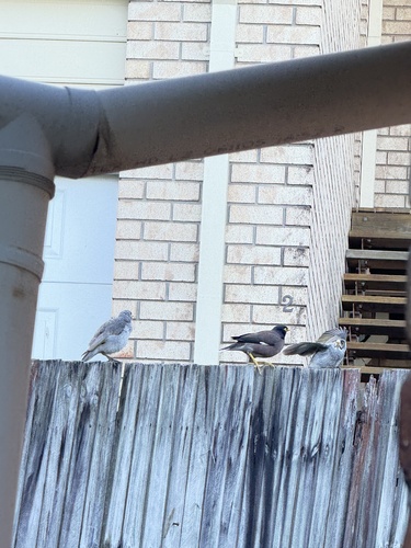 Noisy Miner