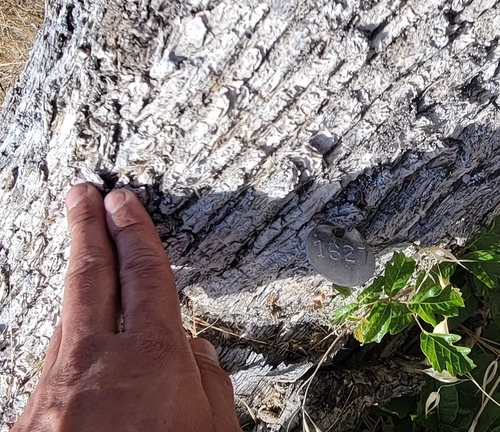 iNaturalist observation photo of Dumosae