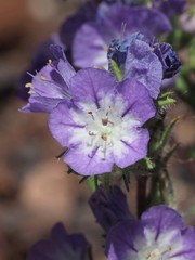 Phacelia linearis