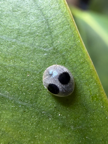 Globe-marked Lady Beetle