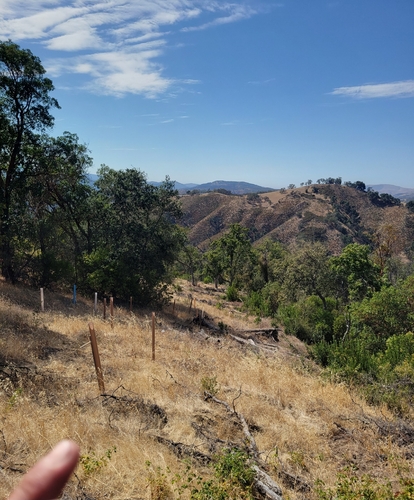iNaturalist observation photo of Dumosae