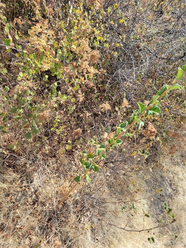 iNaturalist observation photo of Ocean spray