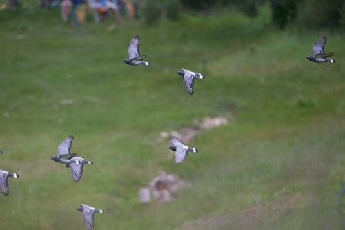 Hill Pigeon