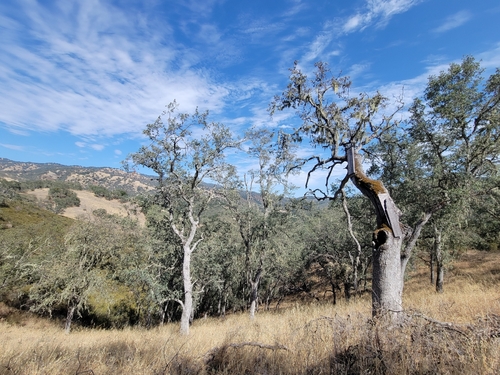 iNaturalist observation photo of Dumosae