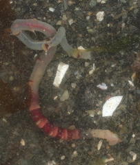 Axiothella rubrocincta